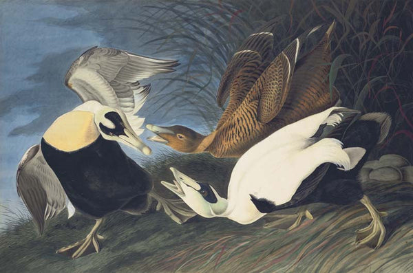 Common Eider, Havell pl. 246