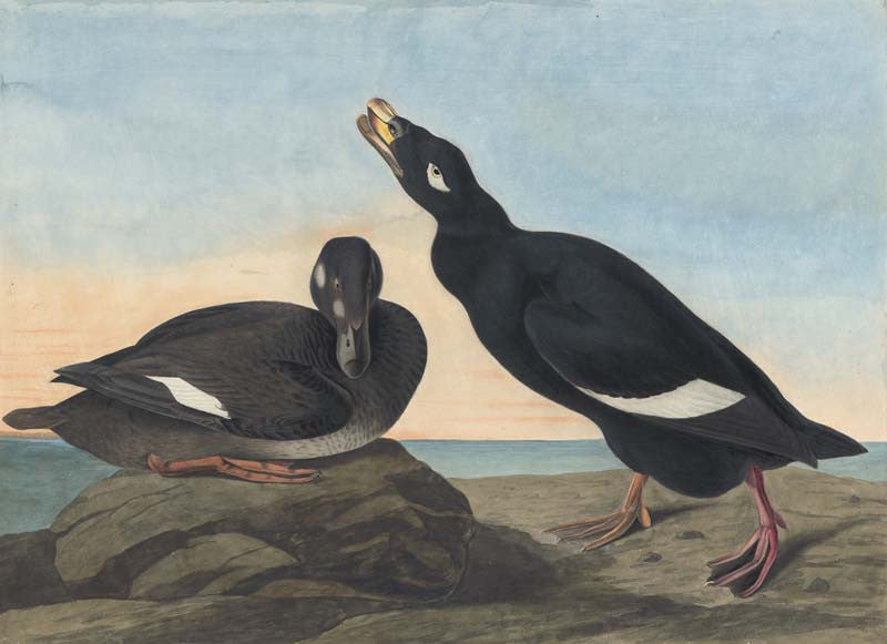 White-winged Scoter, Havell pl. 247