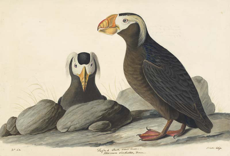 Tufted Puffin, Havell pl. 249