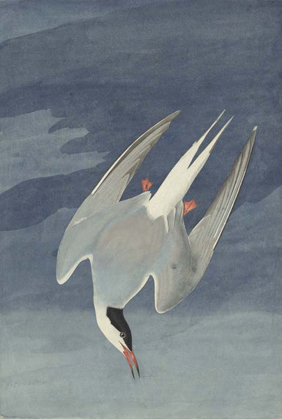 Arctic Tern, Havell pl. 250