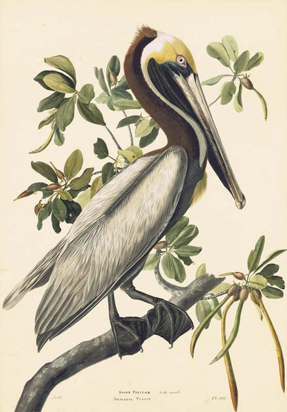 Brown Pelican, Havell pl. 251
