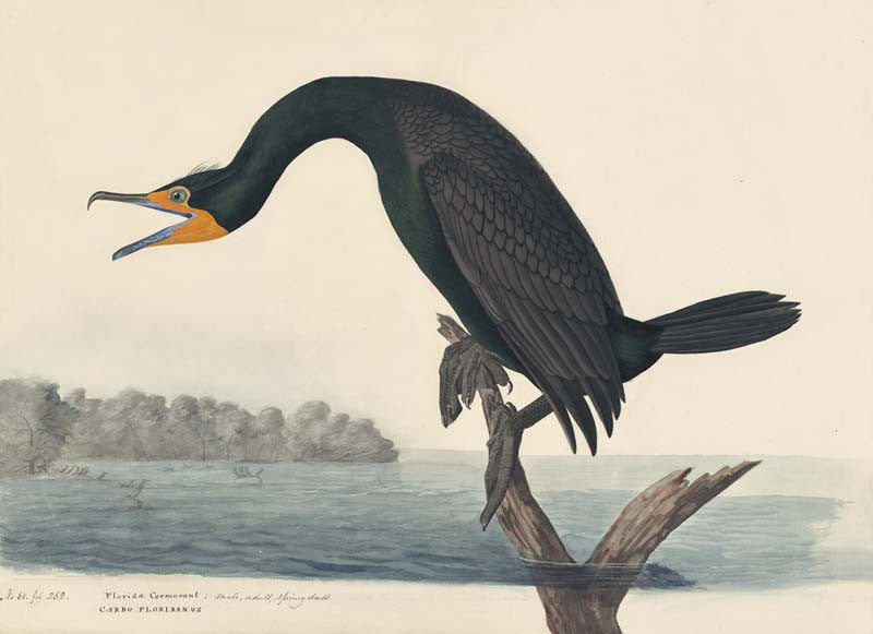 Double-crested Cormorant, Havell pl. 252