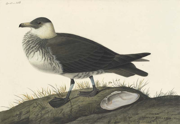 Pomarine Jaeger, Havell pl. 253