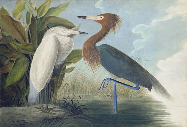 Reddish Egret, Havell pl. 256