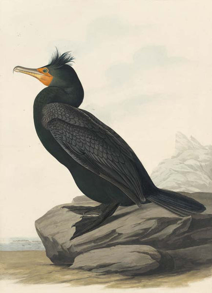 Double-crested Cormorant, Havell pl. 257