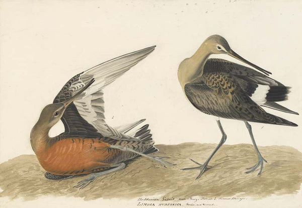 Hudsonian Godwit, Havell pl. 258