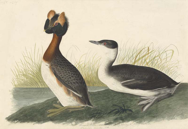 Horned Grebe, Havell pl. 259