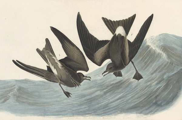 Leach's Storm Petrel, Havell pl. 260