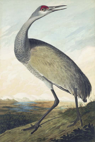 Sandhill Crane, Havell pl. 261