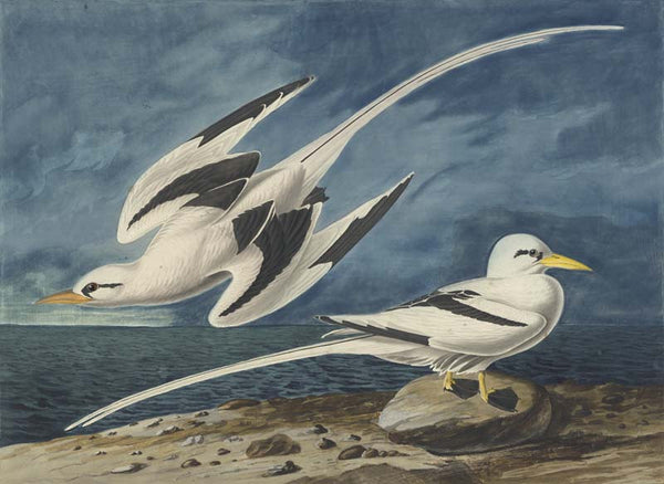 White-tailed Tropicbird, Havell pl. 262