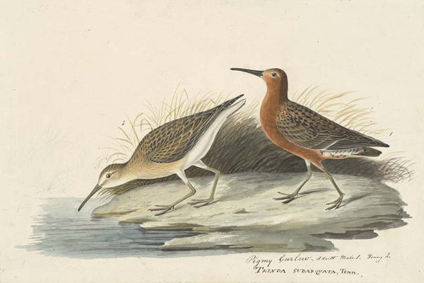 Curlew Sandpiper, Havell pl. 263