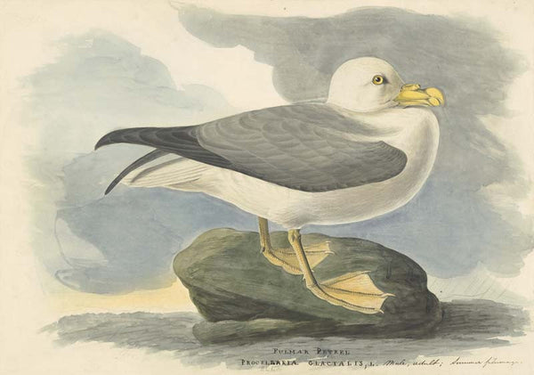 Northern Fulmar, Havell pl. 264
