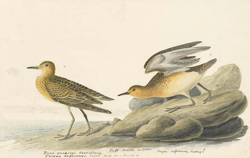 Buff-breasted Sandpiper, Havell pl. 265