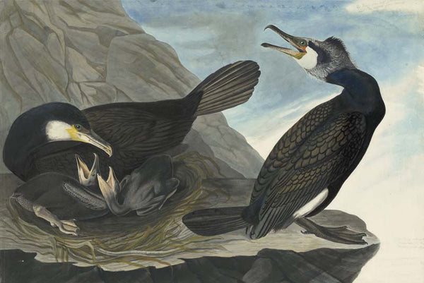 Great Cormorant, Havell pl. 266