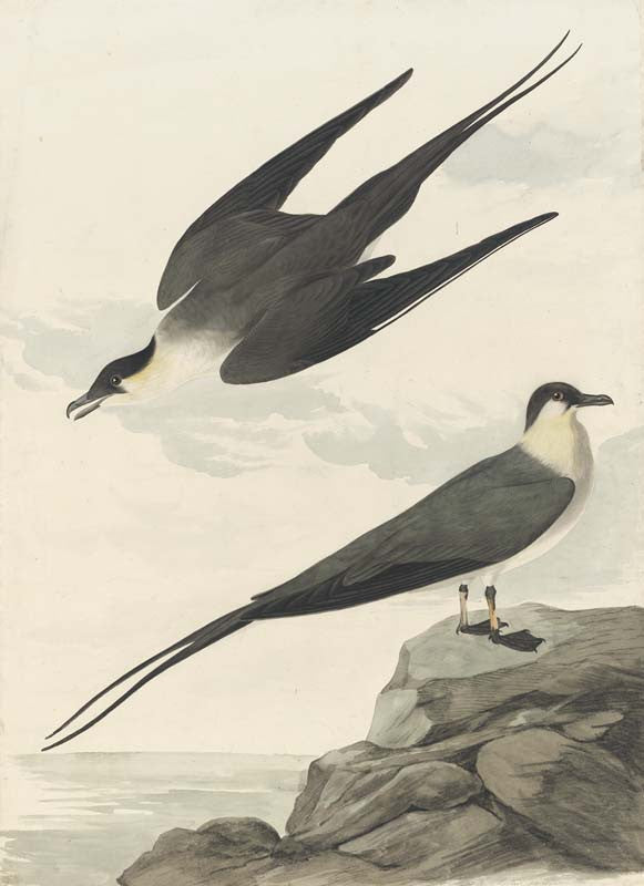 Long-tailed Jaeger, Havell pl. 267
