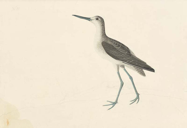 Common Greenshank, Havell pl. 269