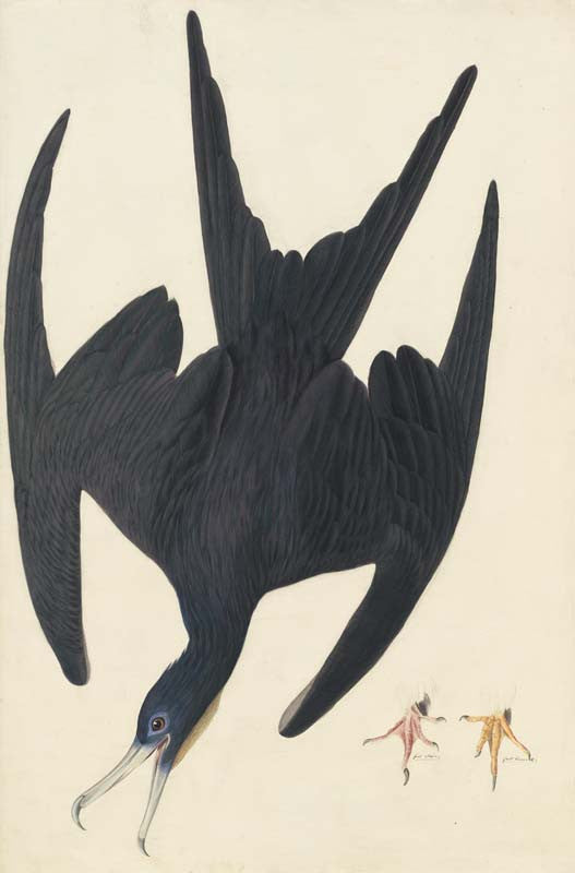 Magnificent Frigatebird, Havell pl. 271