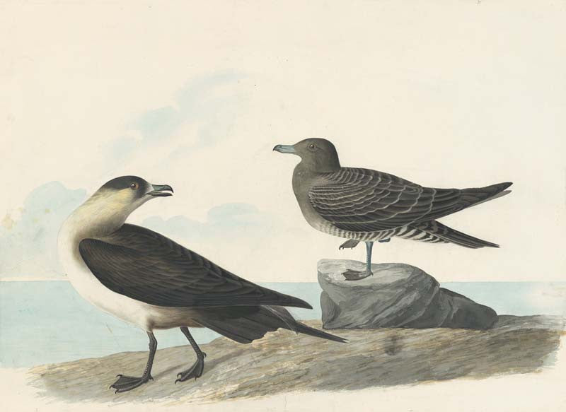 Parasitic Jaeger, Havell pl. 272