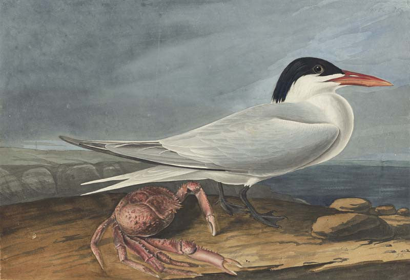 Royal Tern, Havell pl. 273