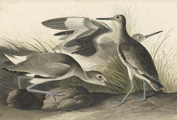 Willet, Havell pl. 274