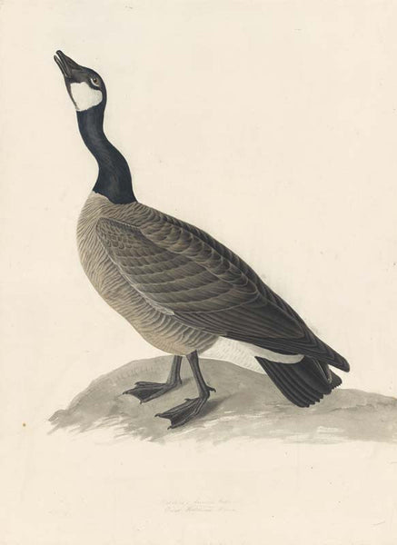 Canada Goose, Havell pl. 277