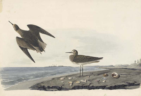 White-rumped Sandpiper, Havell pl. 278