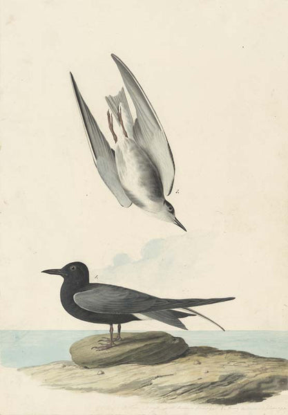 Black Tern, Havell pl. 280