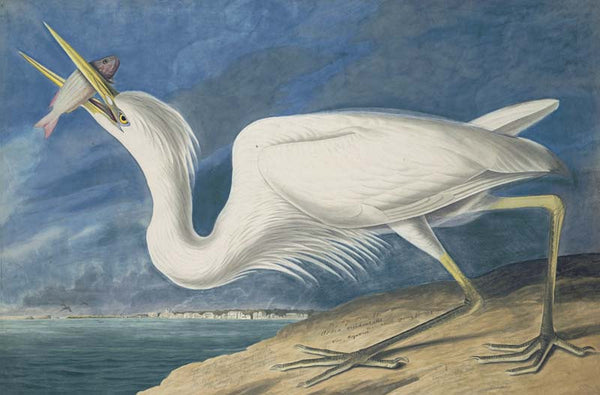 Great Blue Heron, Havell pl. 281