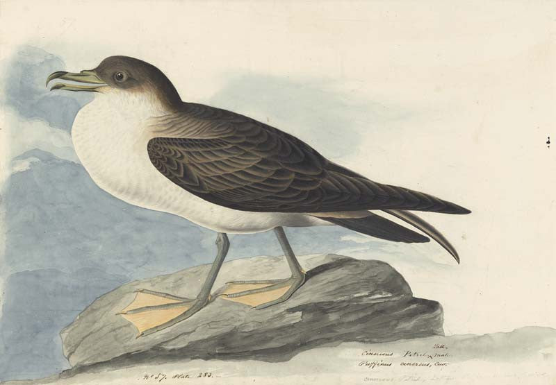 Great Shearwater, Havell pl. 283