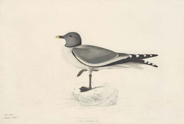 Sabine's Gull, Havell pl. 285