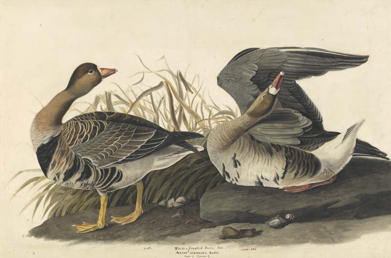 Greater White-fronted Goose, Havell pl. 286