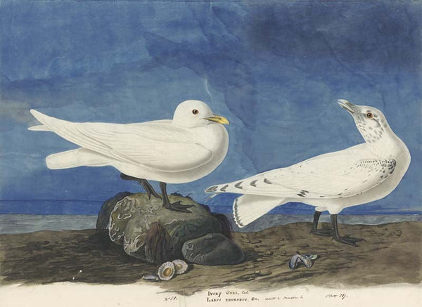 Ivory Gull, Havell pl. 287
