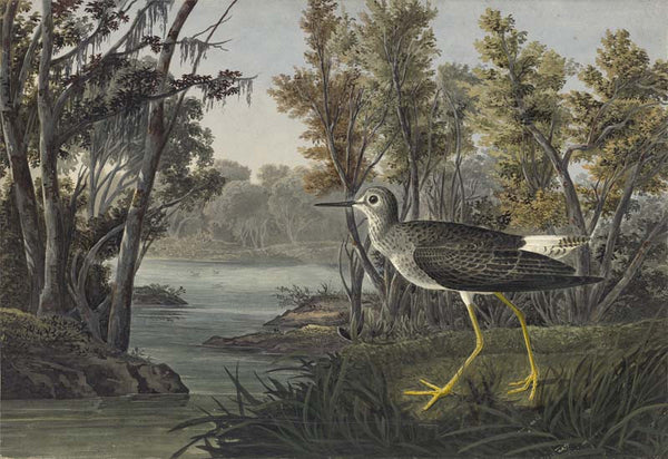 Lesser Yellowlegs, Havell pl. 288