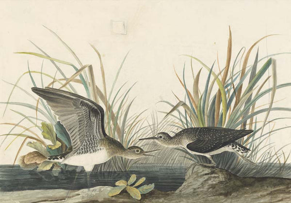 Solitary Sandpiper, Havell pl. 289