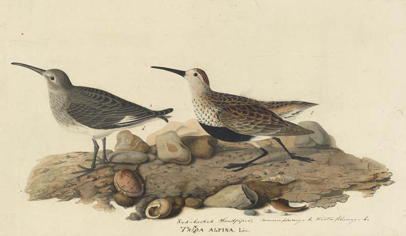Dunlin, Havell pl. 290
