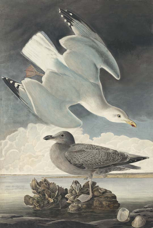 Herring Gull, Havell pl. 291