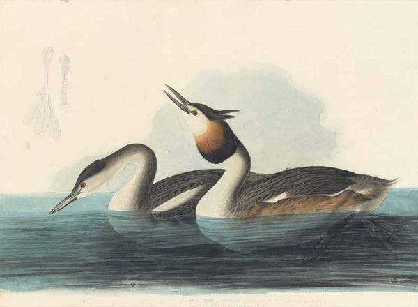Great Crested Grebe, Havell pl. 292