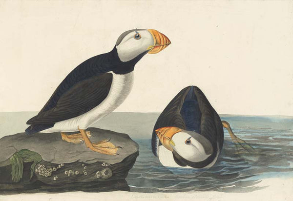 Horned Puffin, Havell pl. 293