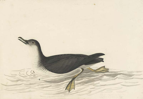 Manx Shearwater, Havell pl. 295