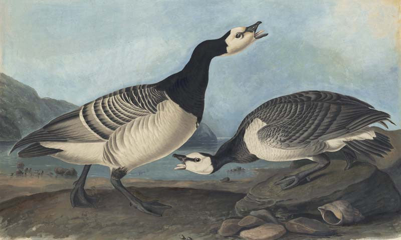 Barnacle Goose, Havell pl. 296