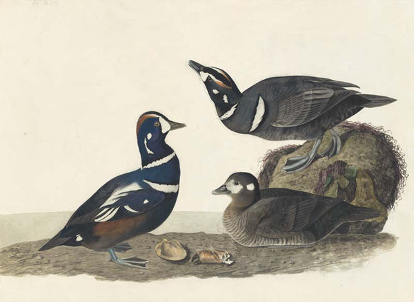 Harlequin Duck, Havell pl. 297