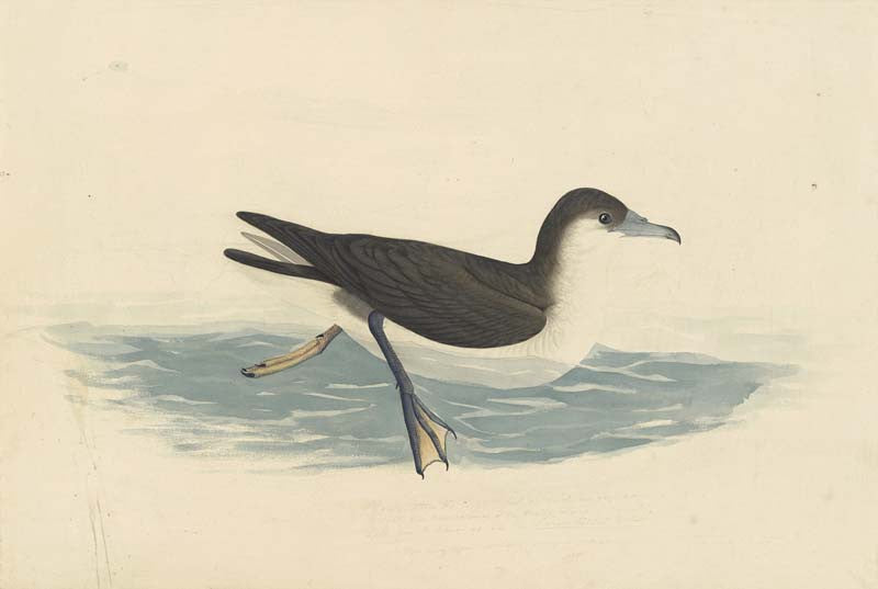 Audubon's Shearwater, Havell pl. 299