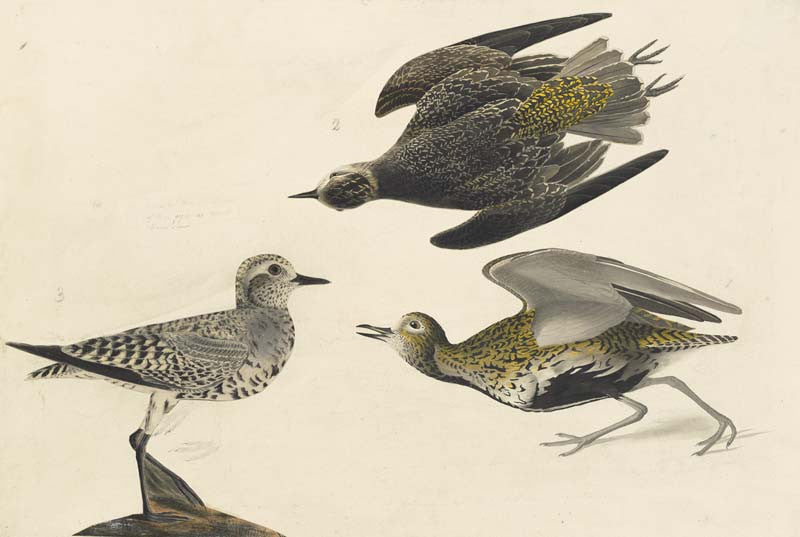 American Golden-Plover, Havell pl. 300