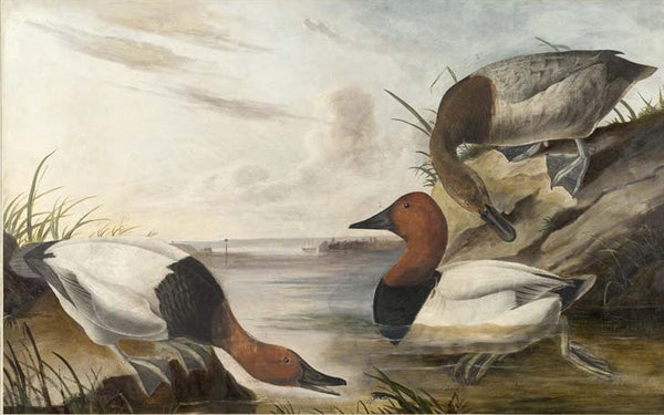 Canvasback, Havell pl. 301