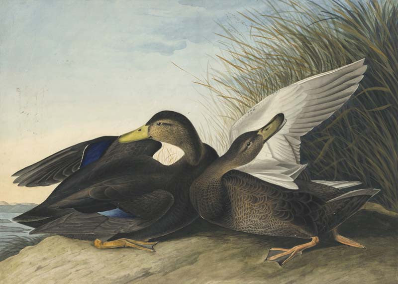 American Black Duck, Havell pl. 302