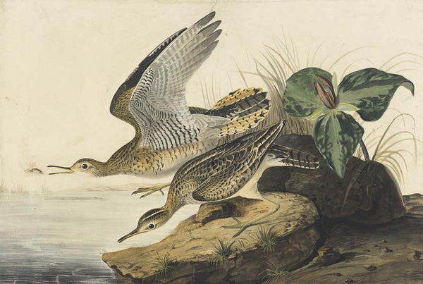 Upland Sandpiper, Havell pl. 303