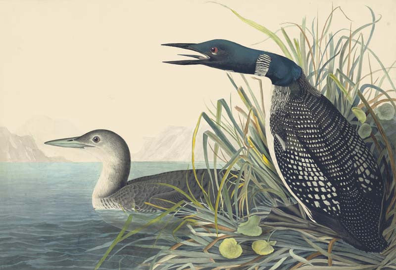 Common Loon, Havell pl. 306