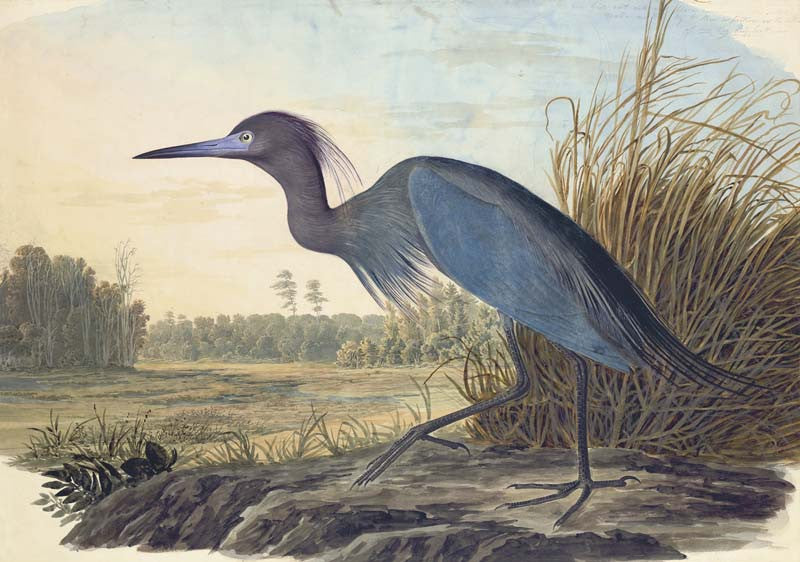 Little Blue Heron, Havell pl. 307