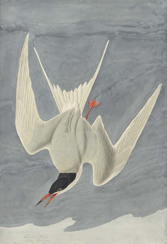 Common Tern, Havell pl. 309