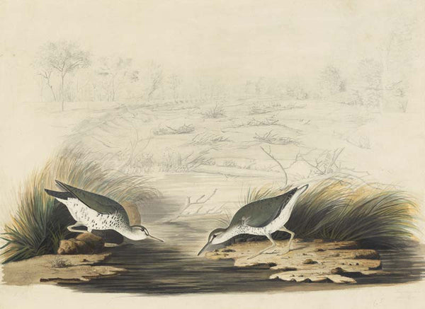 Spotted Sandpiper, Havell pl. 310